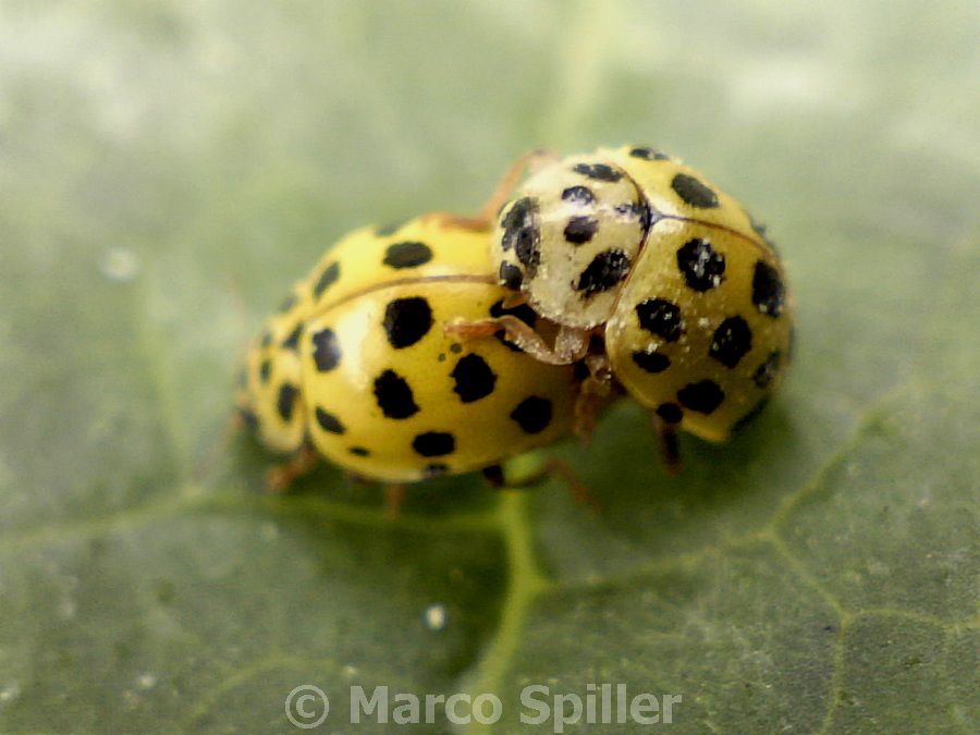 Psyllobora vigintiduopunctata in copula e larva